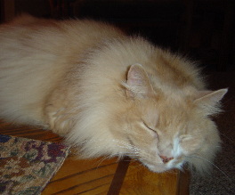 Sanderson Asleep on Coffee Table