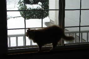 Sanderson Watches the Snow