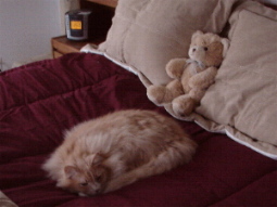 Sanderson on His Christmas Comforter