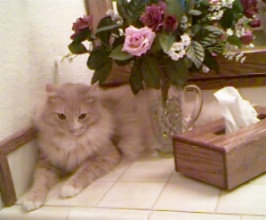 Sanderson Behind Flowers on Counter