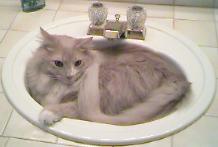 Sanderson in Bathroom Sink