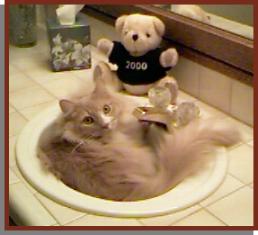 Sanderson in Sink with Y2K Bear