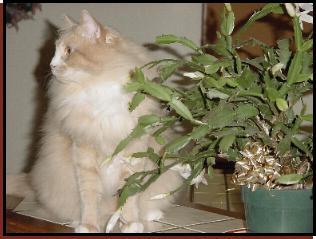 Sandy Beside Christmas Cactus