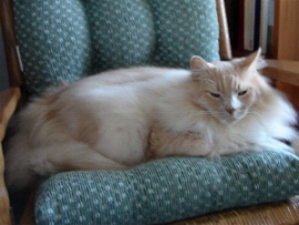 Sanderson in Rocking Chair