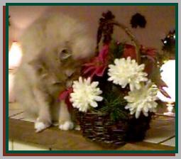 Sanderson Nibbles at Artificial Poinsettas