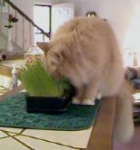 Sanderson Eating Indoor Grass